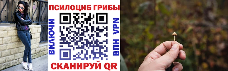 сколько стоит  Трубчевск  Псилоцибиновые грибы Cubensis 